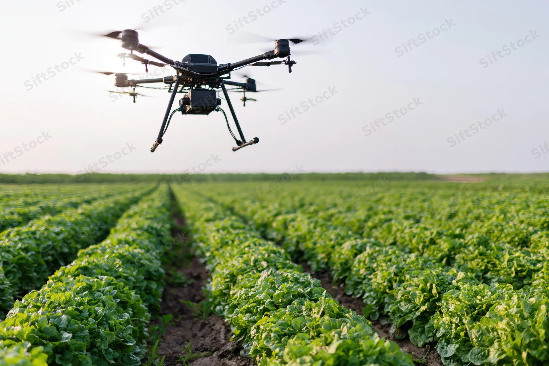 Black hexacopter drone flying low over rows of green lettuce crops in a farm field