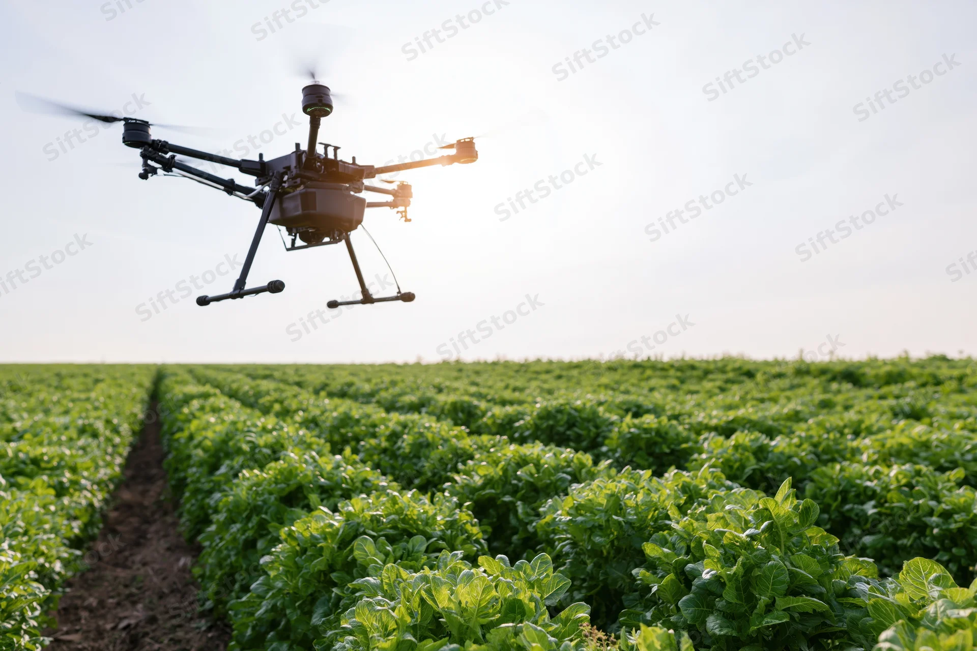Black hexacopter drone flying low over rows of green soybean crops in a farm field