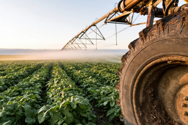 Center-pivot irrigation system spraying water over rows of soybean crops in a field at dawn