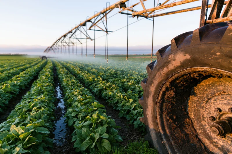 Center-pivot irrigation system spraying water over rows of soybean crops in a farm field with a tractor tire in the foreground