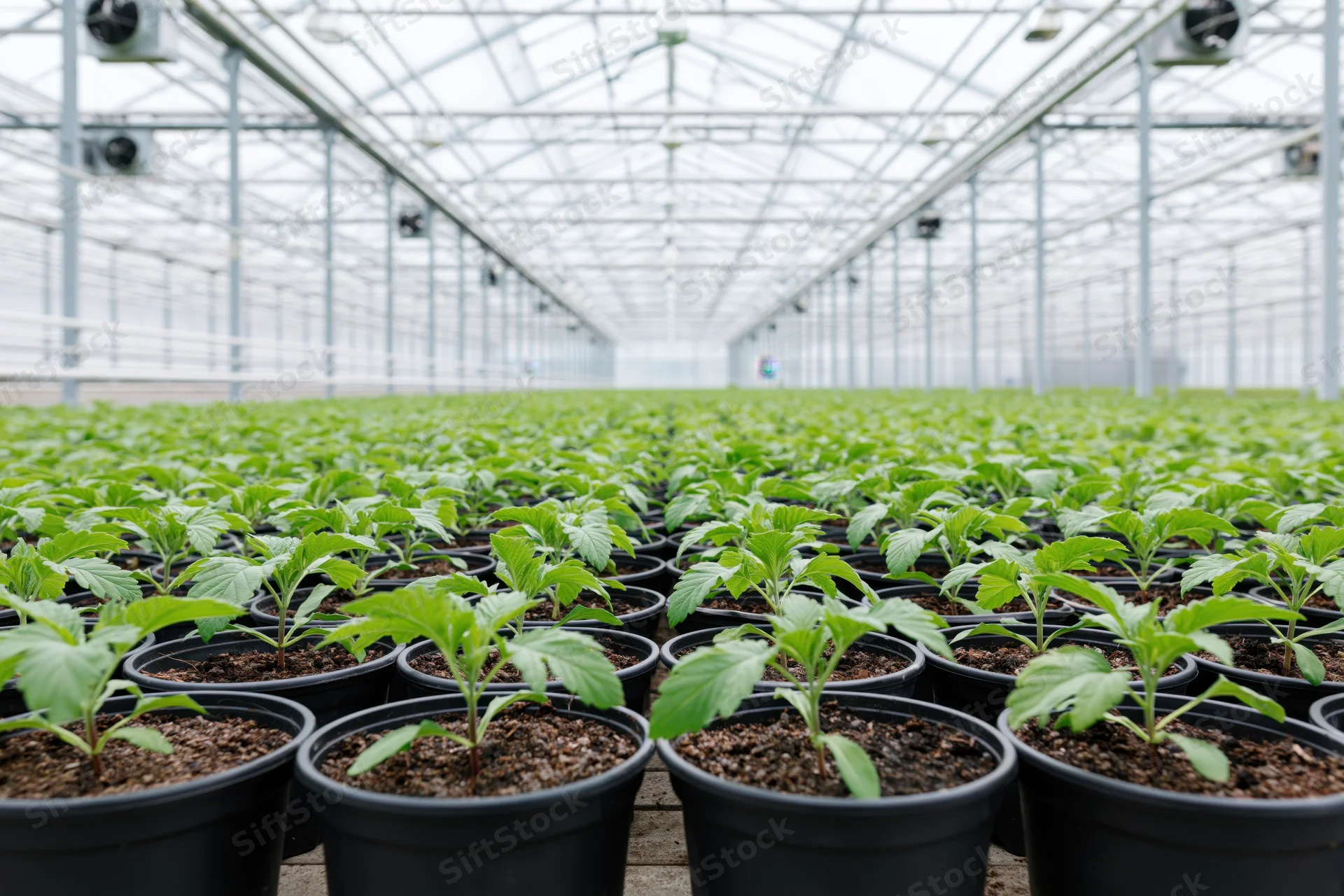 Rows of cannabis seedlings in black pots inside a large commercial greenhouse
