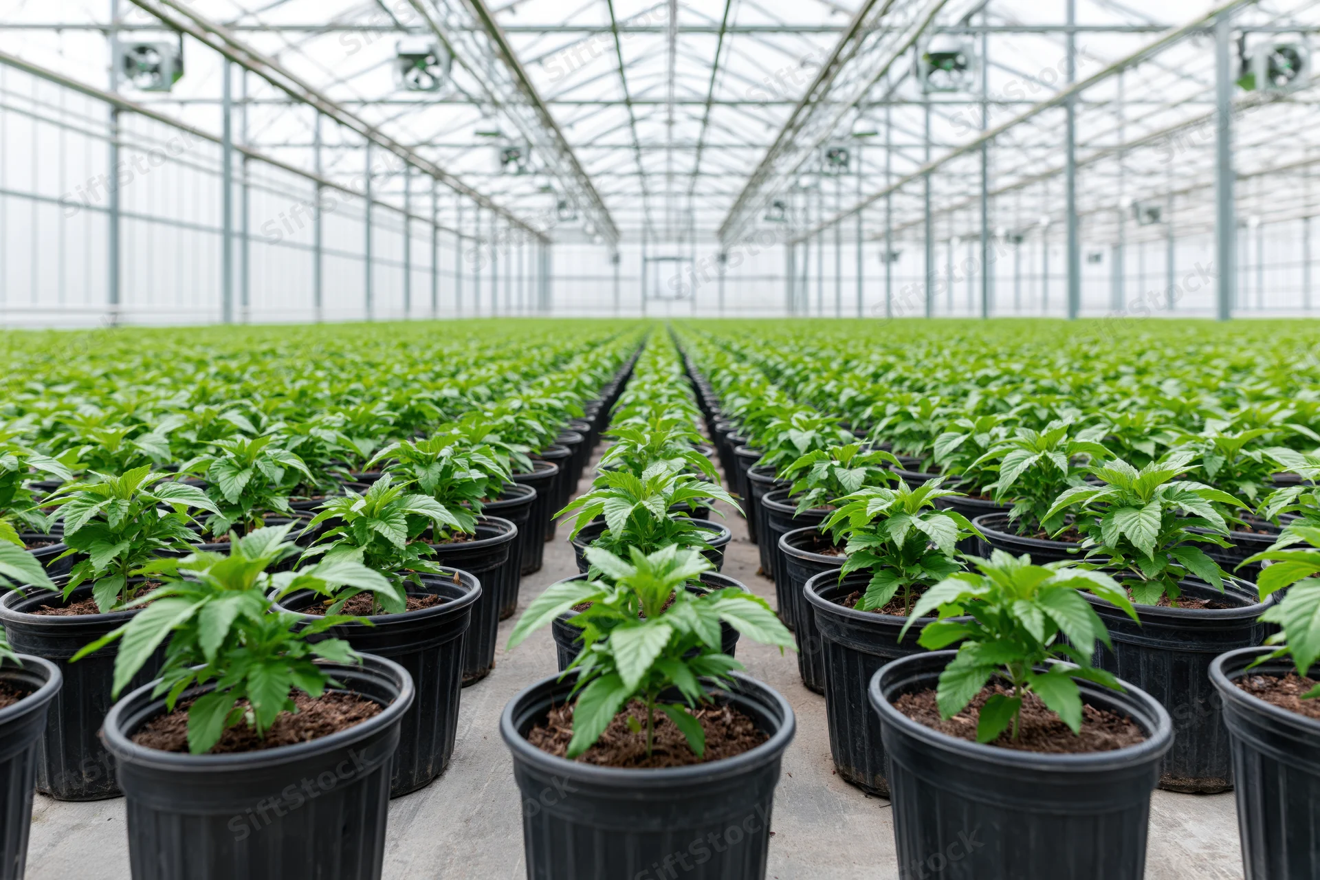 Rows of cannabis plants in black pots inside a large commercial greenhouse