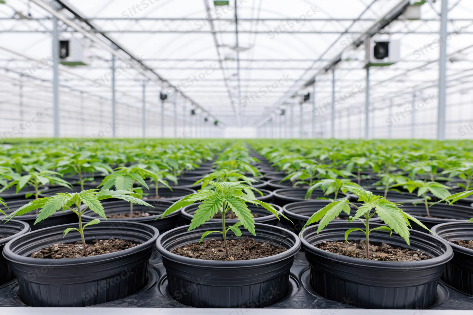 Cannabis seedlings growing in black pots arranged in long parallel rows inside a commercial greenhouse