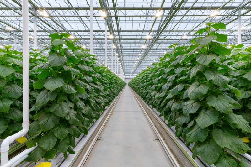 Rows of cucumber plants growing in a large commercial greenhouse with hydroponic irrigation system