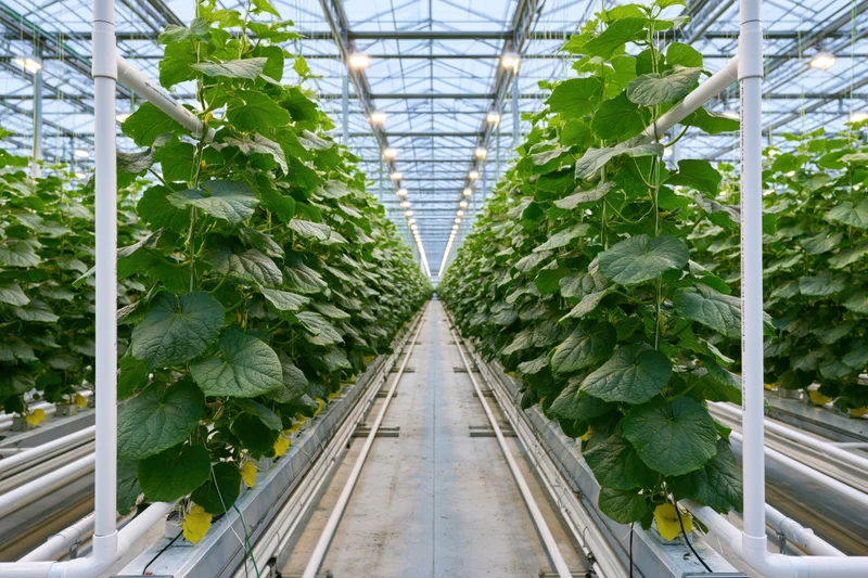 Rows of cucumber plants growing in a commercial greenhouse with hydroponic system and overhead lighting