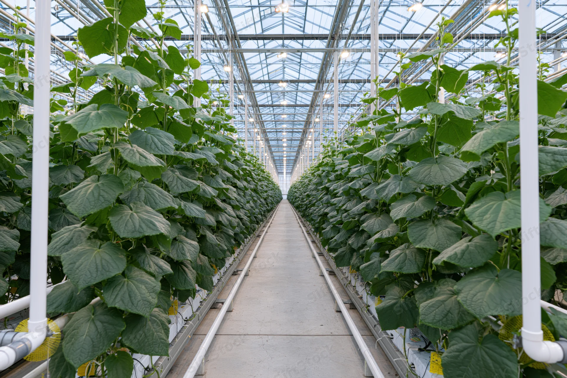 Rows of tall cucumber plants growing in a commercial greenhouse with hydroponic system and metal frame structure
