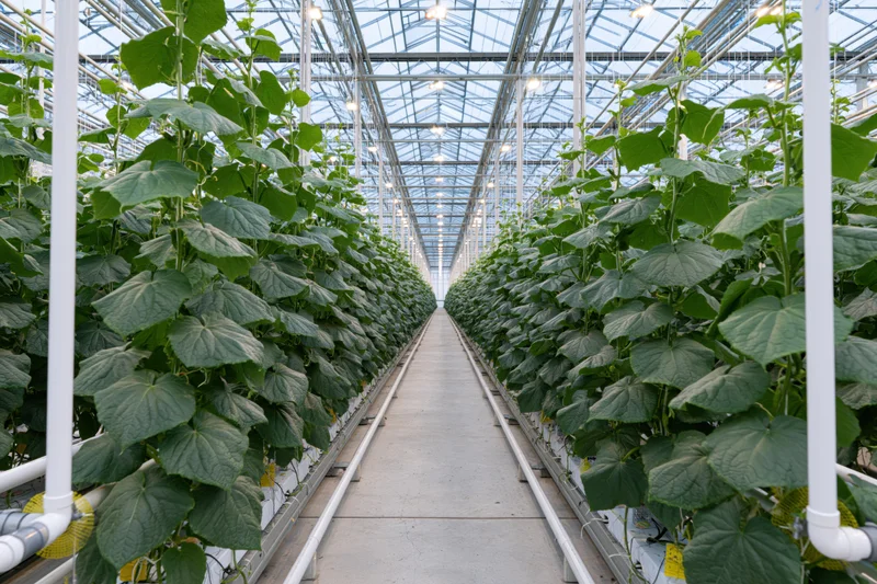 Rows of tall cucumber plants growing in a commercial greenhouse with hydroponic system and metal frame structure
