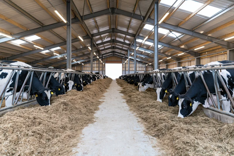 Rows of holstein cows feeding on hay in a large dairy barn interior