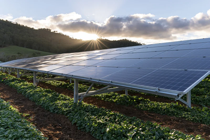 Solar panels mounted on metal frames over rows of crops in a rural field at sunrise