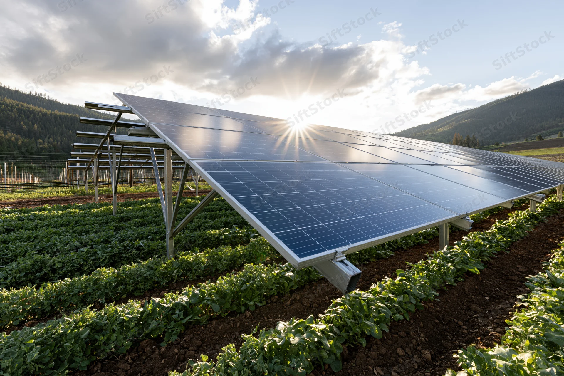Solar panels mounted on metal frames over rows of crops in a field with mountains and sun in the background
