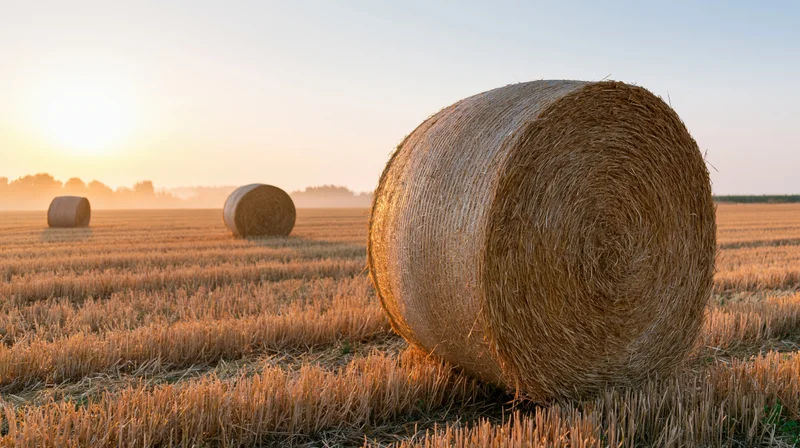 Large round hay bales resting in a harvested field at sunrise