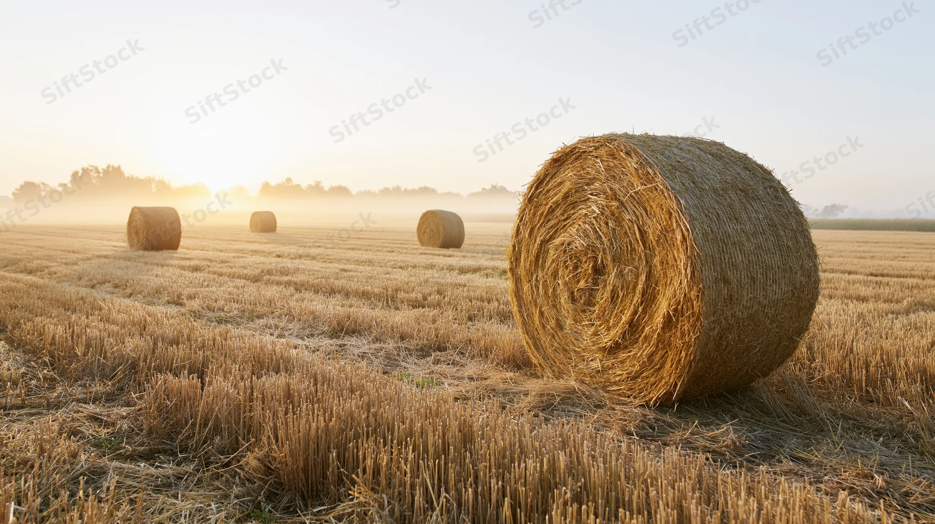 Large round hay bales scattered across a freshly harvested wheat field at sunrise