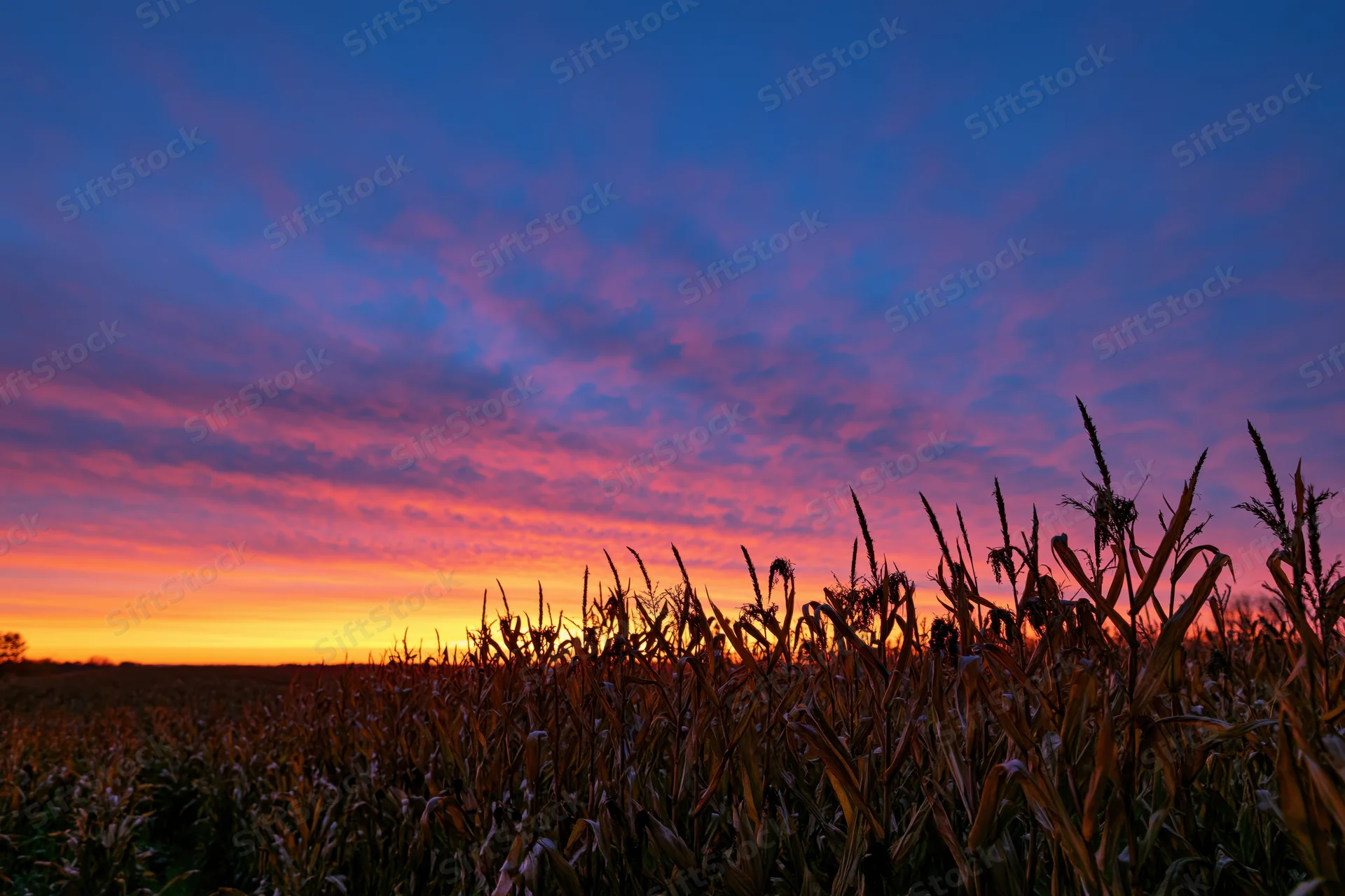 Mature cornfield silhouetted against a dramatic autumn sunset sky
