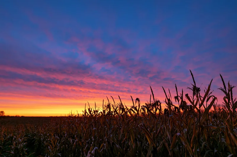 Mature cornfield silhouetted against a dramatic autumn sunset sky