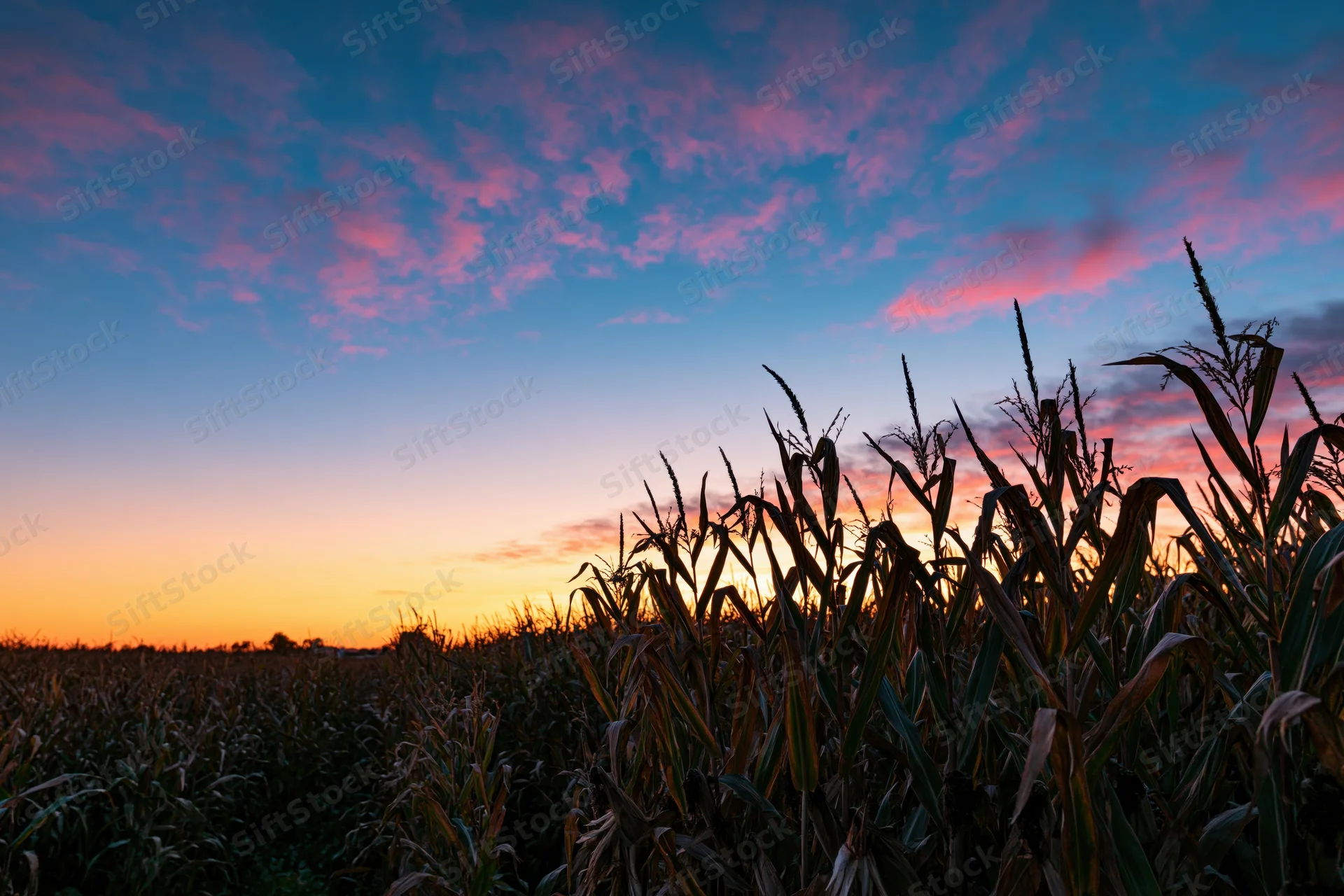 Silhouetted cornfield at sunset under a colorful autumn sky