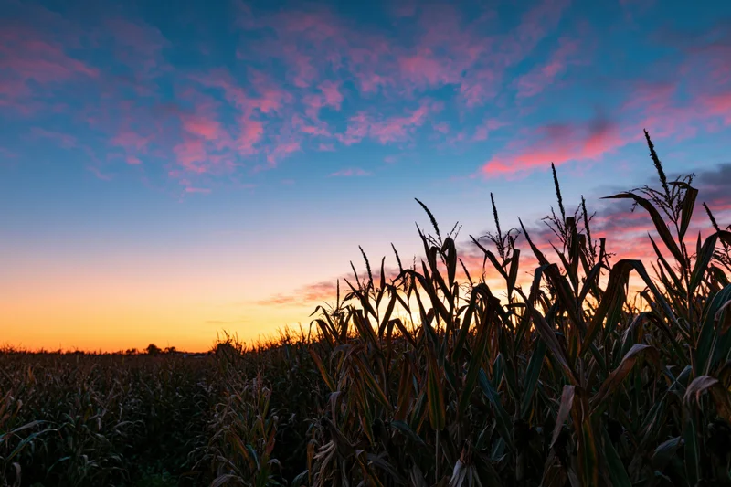 Silhouetted cornfield at sunset under a colorful autumn sky