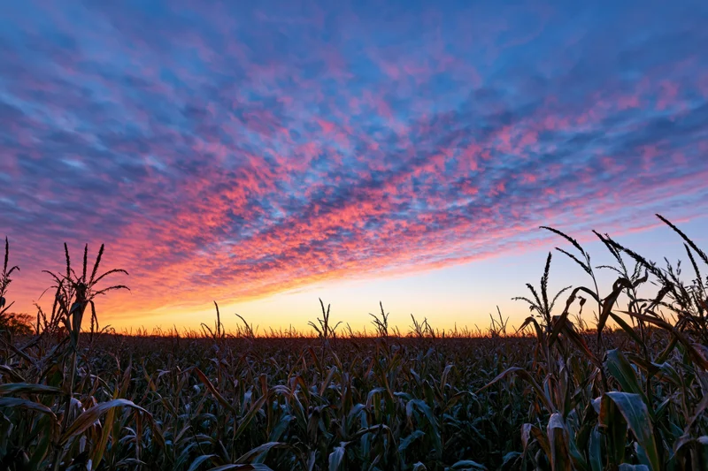 Mature cornfield silhouetted against a vibrant sunset sky at twilight