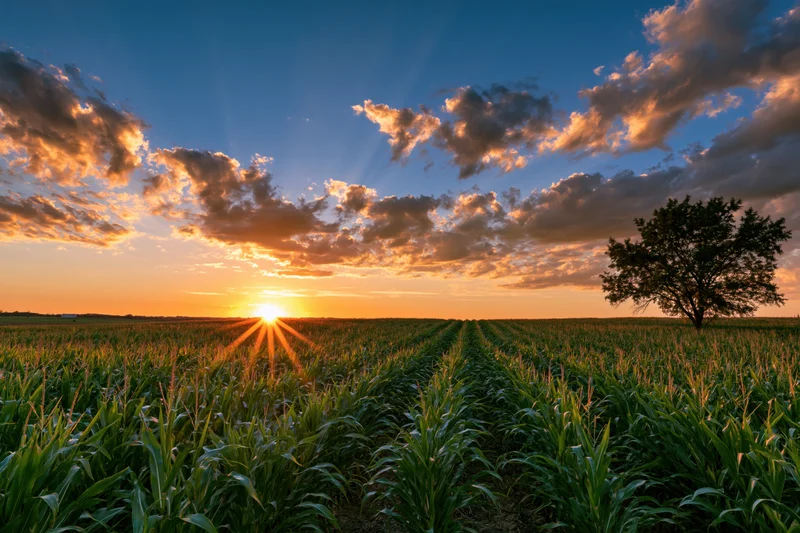 Cornfield rows stretching toward sunset horizon under cloudy sky