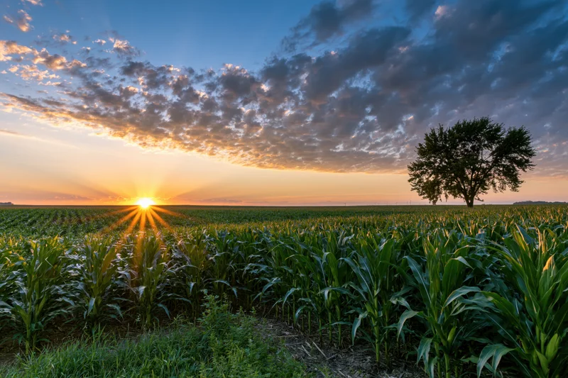 Cornfield at golden hour sunset with sunbeams and a lone tree on the horizon