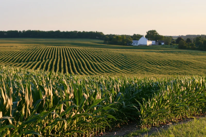 Converging rows of corn in a midwestern field at summer sunset with a white farmhouse in the distance