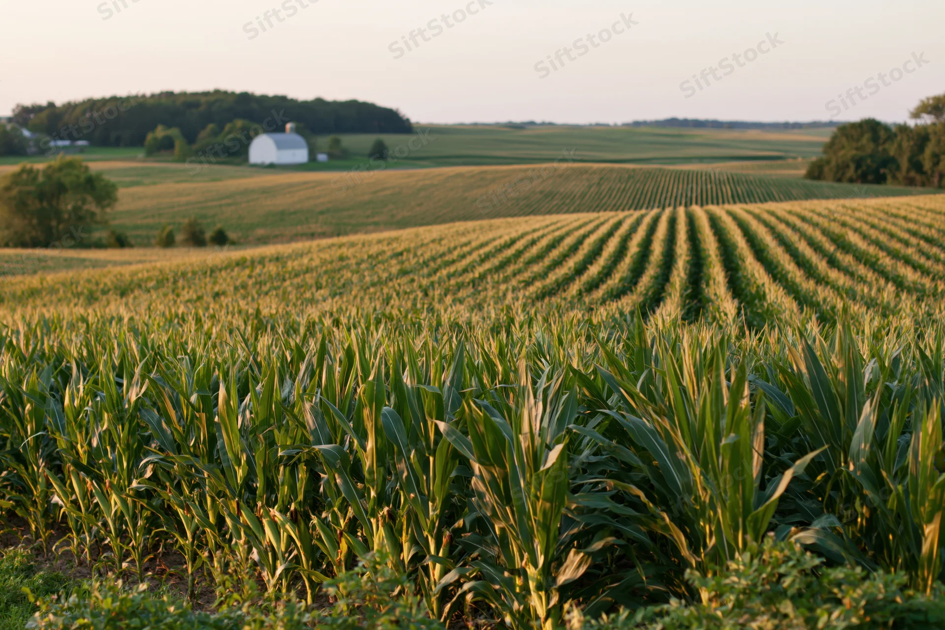 Rows of corn growing in a midwestern field at sunset with a white barn in the distance