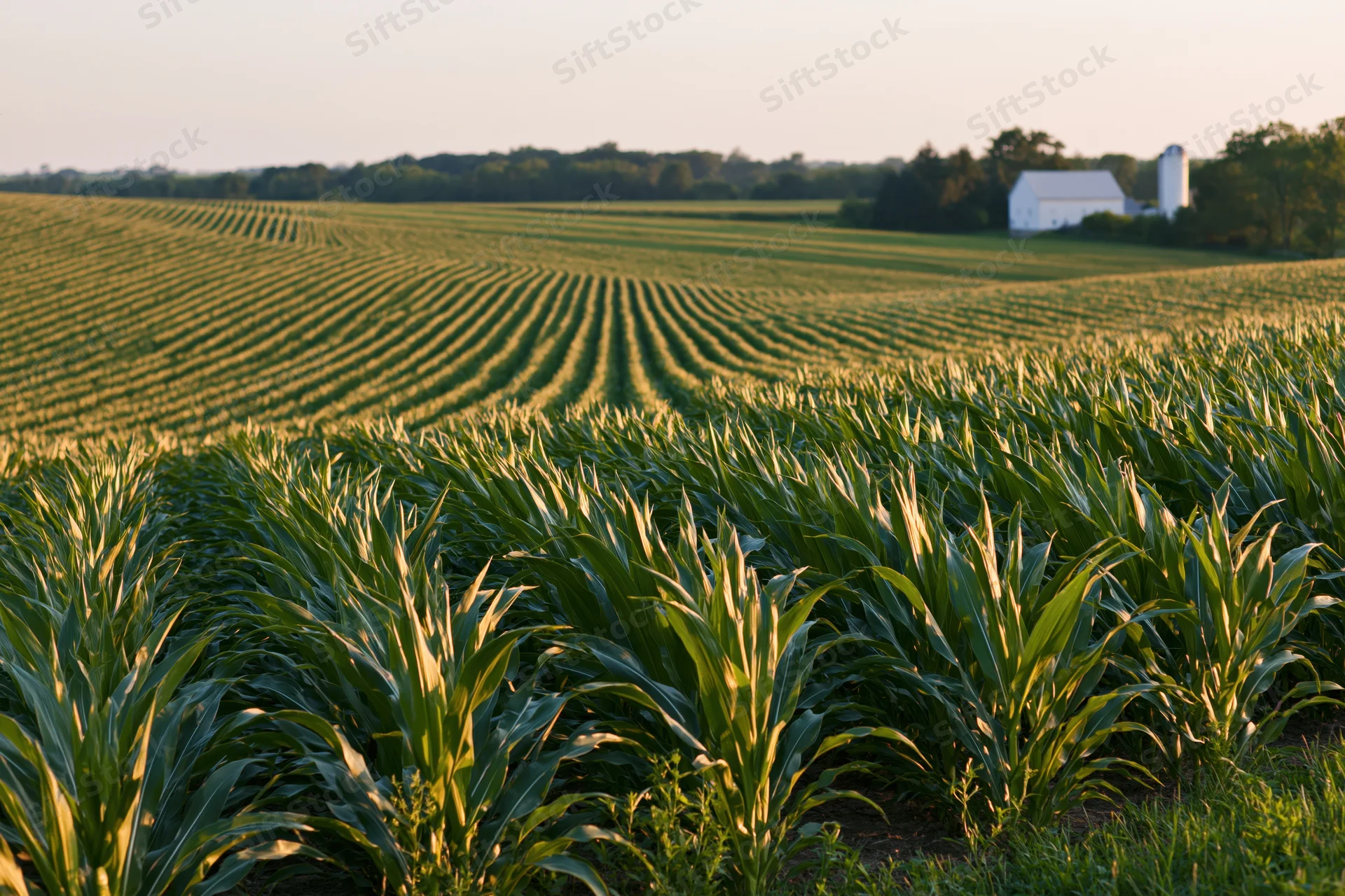 Converging rows of corn in a midwestern field at sunset with a white barn and silo in the distance