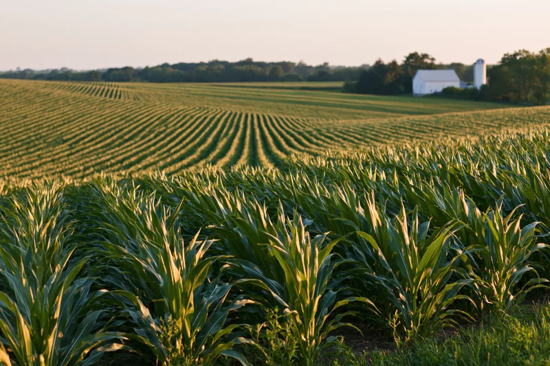 Converging rows of corn in a midwestern field at sunset with a white barn and silo in the distance