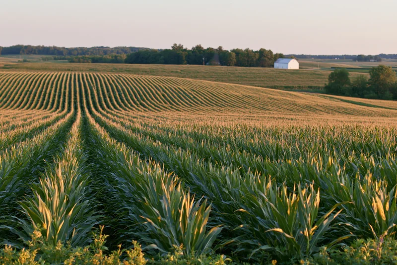 Converging rows of corn in a midwestern field at sunset with a white barn in the distance