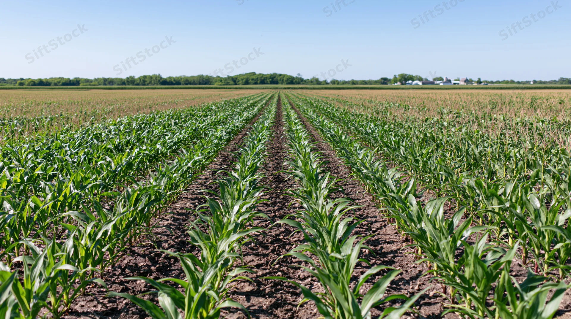 Rows of young corn plants growing in a midwestern field under a clear blue sky