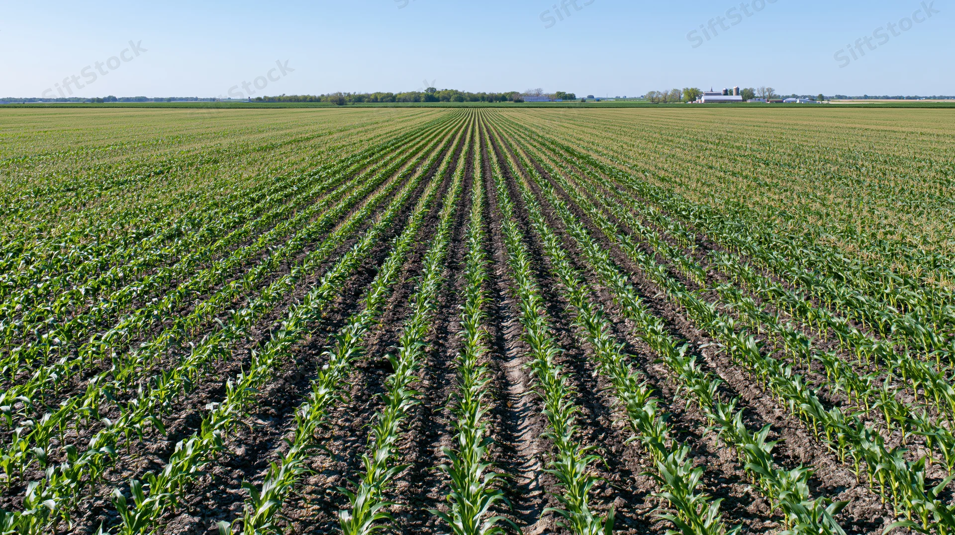 Rows of young corn plants growing in a midwestern field under a clear blue sky