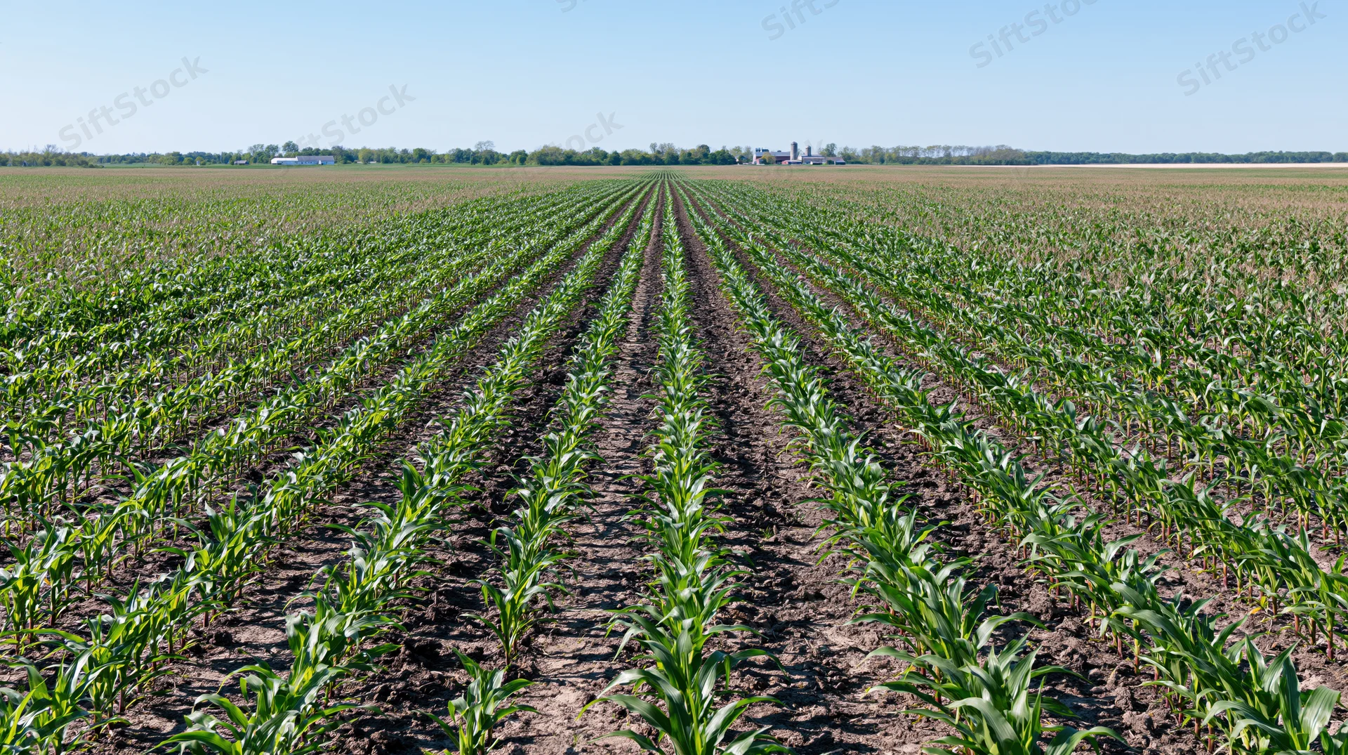 Rows of young corn plants growing in a midwestern field under a clear blue sky