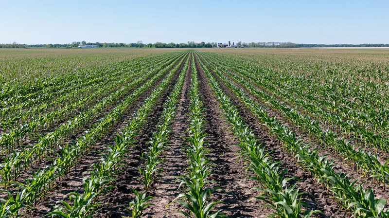 Rows of young corn plants growing in a midwestern field under a clear blue sky
