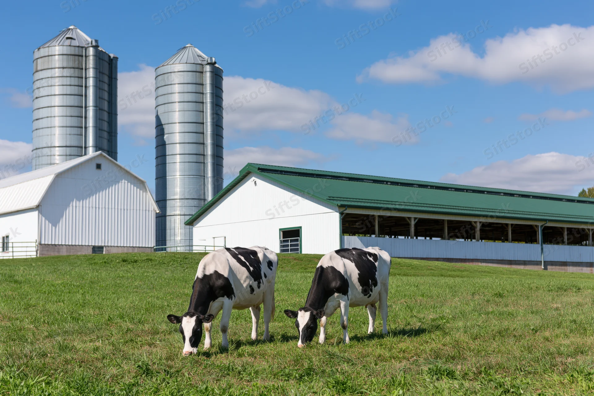 Two black and white cows grazing in a grassy field near a white barn and tall metal silos on a midwestern dairy farm