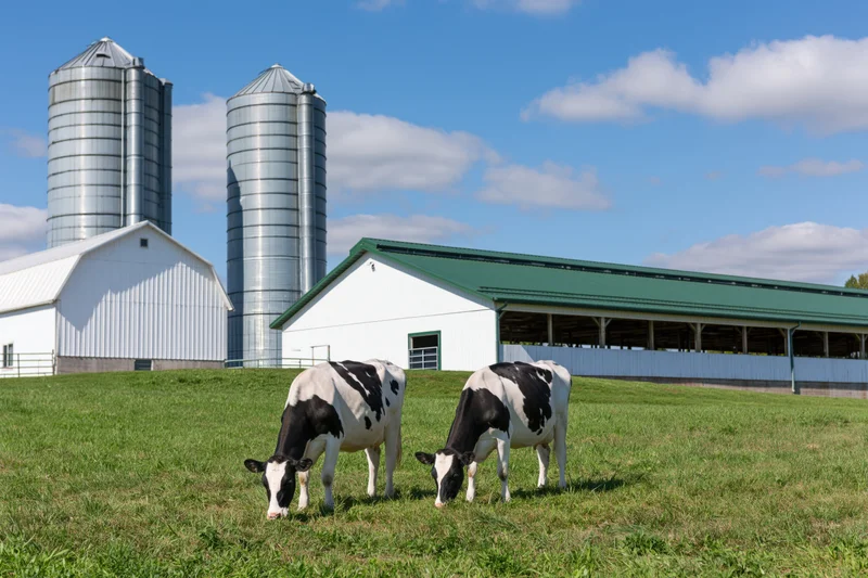Two black and white cows grazing in a grassy field near a white barn and tall metal silos on a midwestern dairy farm