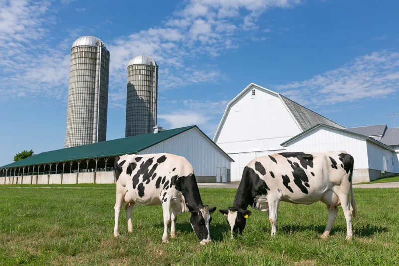 Two black and white cows grazing in a grassy field in front of a white barn and two tall metal silos on a midwestern dairy farm