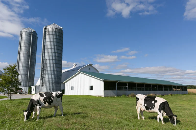 Two black and white cows grazing in a grassy field beside a white barn and two tall metal silos on a midwestern farm