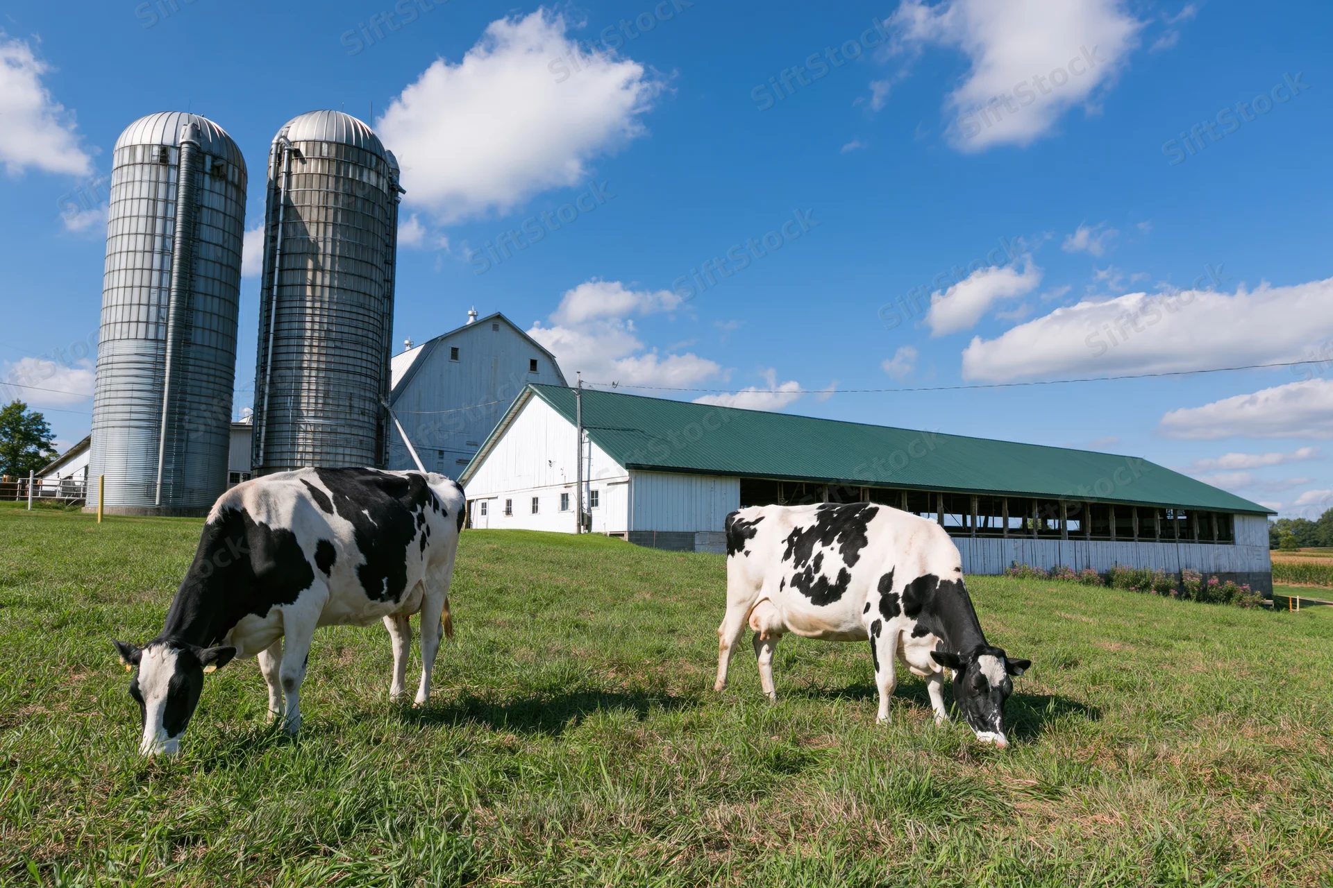 Two black and white cows grazing in a grassy field near a white barn and two tall metal silos