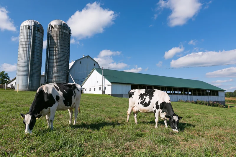 Two black and white cows grazing in a grassy field near a white barn and two tall metal silos