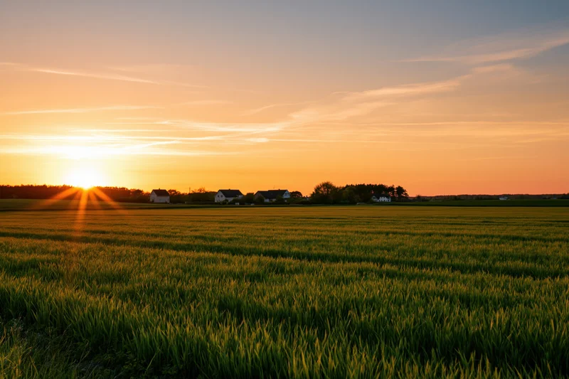 Open green crop field stretching to the horizon at golden hour