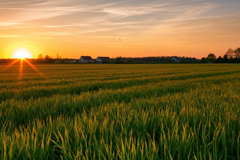 Green crop field stretching to the horizon at sunset with farmhouses in the distance