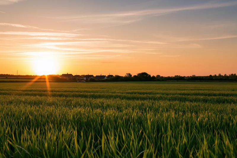 Green crop field stretching to the horizon at sunset