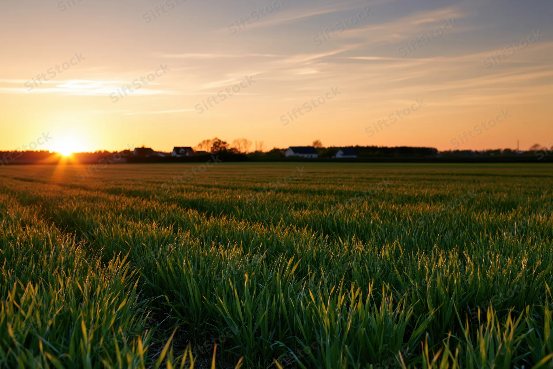 Green crop field stretching to the horizon at sunset