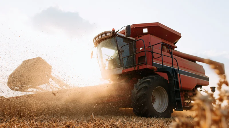 Red combine harvester harvesting wheat in a dry field at golden hour