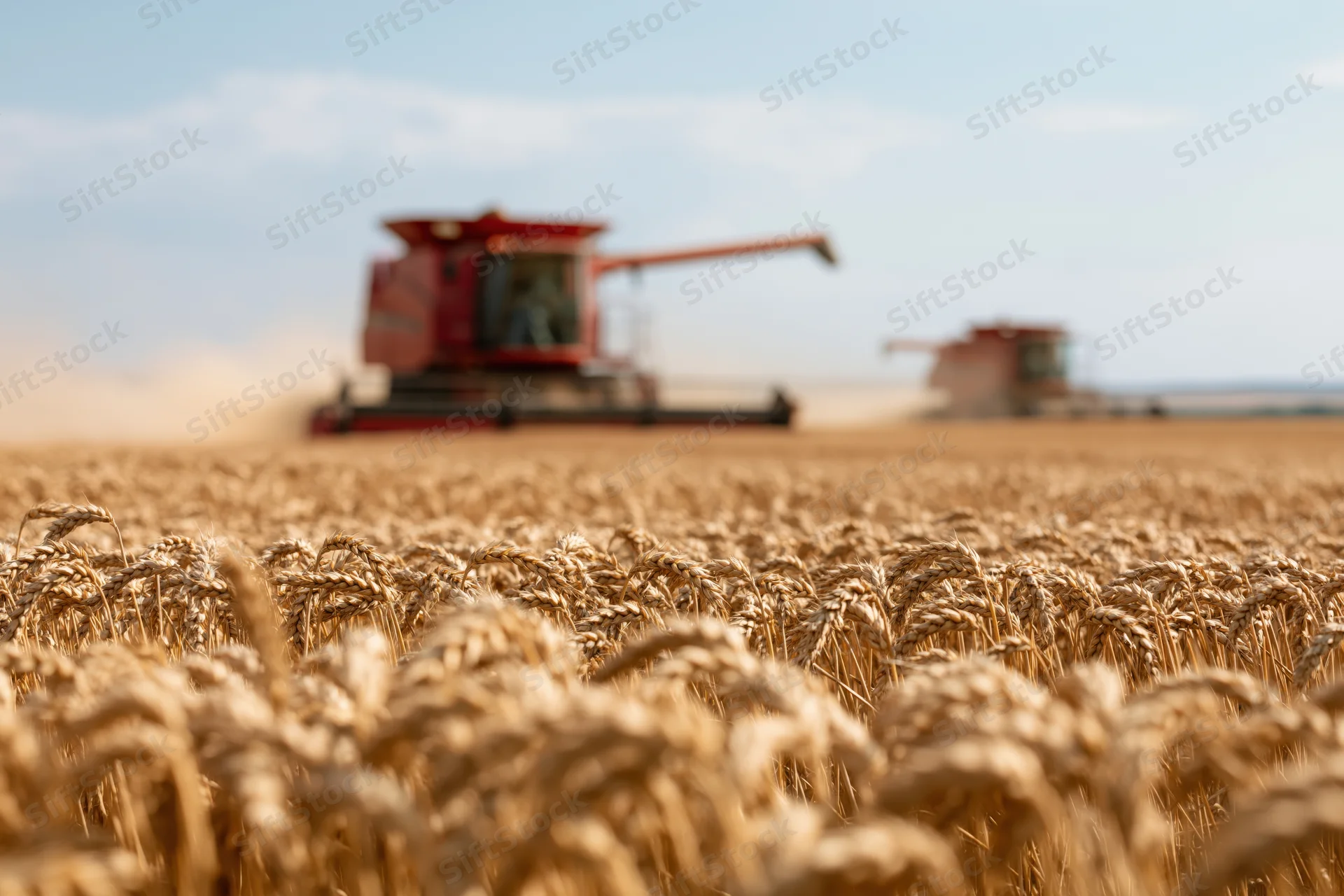 Golden wheat field with combine harvester in background during harvest