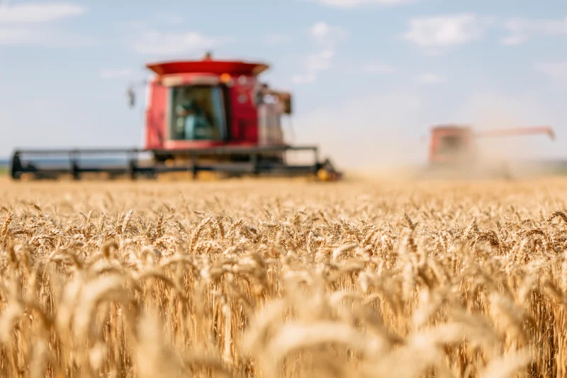 Golden wheat field with red combine harvester harvesting crop in rural countryside