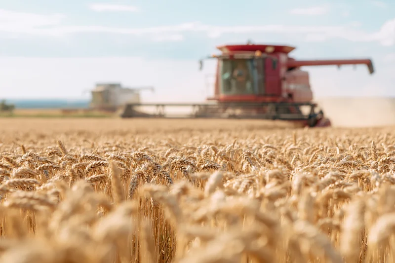 Golden wheat field with red combine harvester harvesting in rural farmland