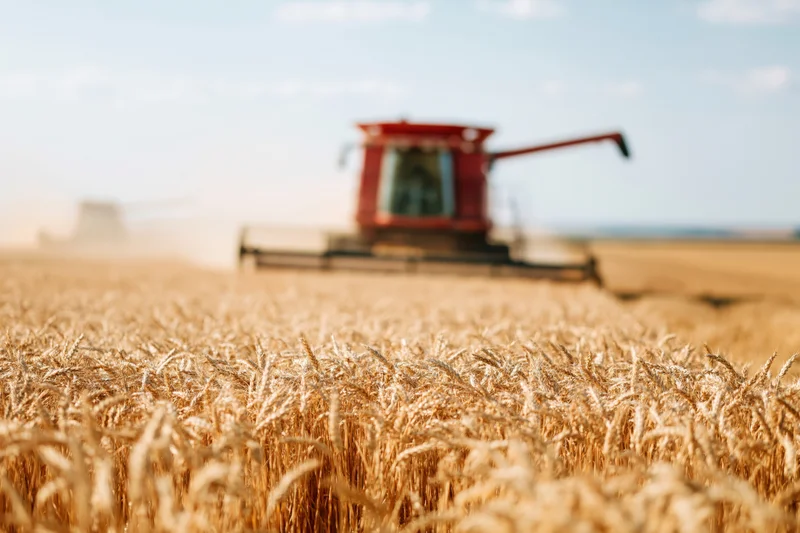 Golden wheat field with red combine harvester harvesting in the distance