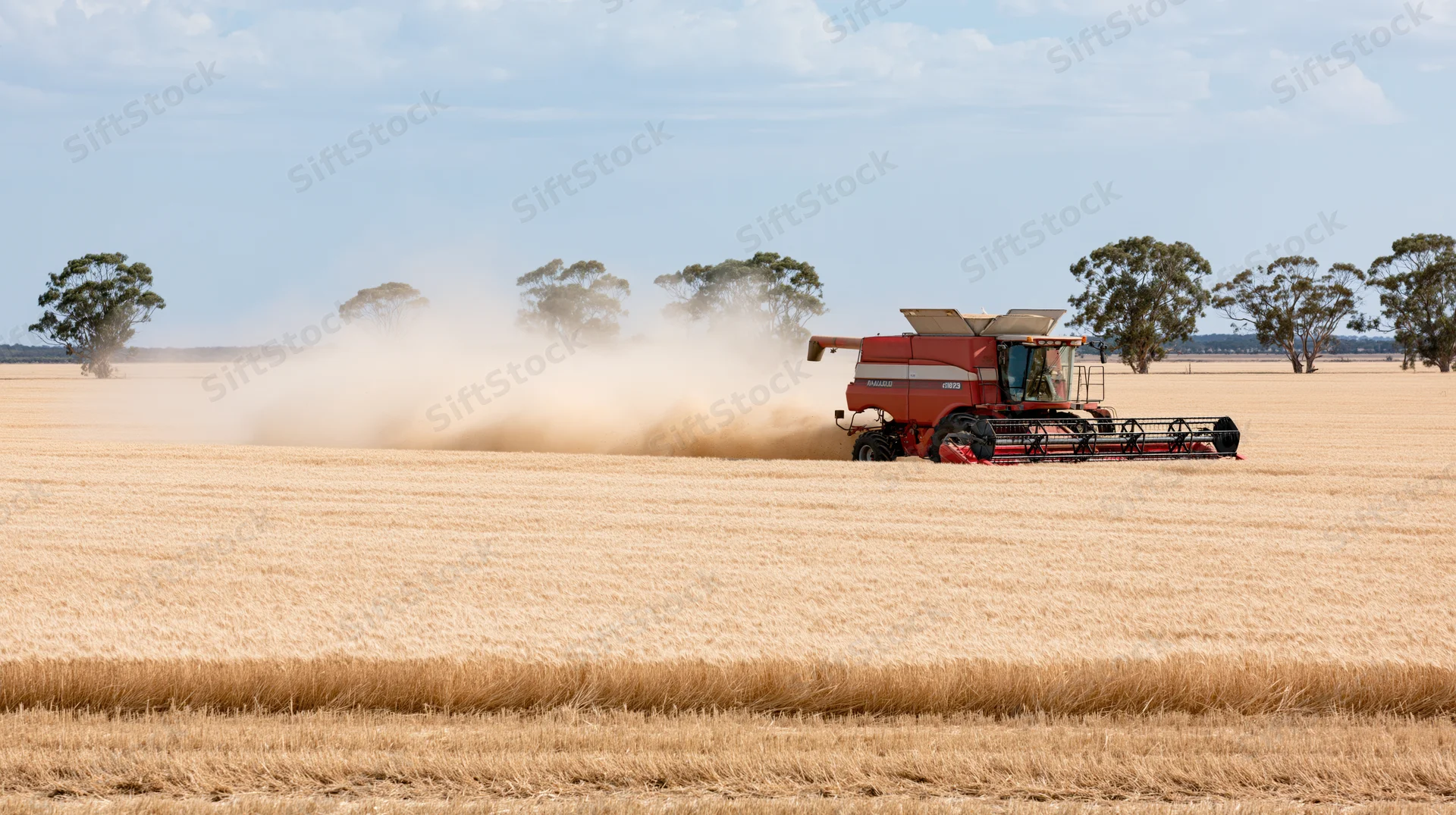 Red combine harvester harvesting wheat in a vast golden field