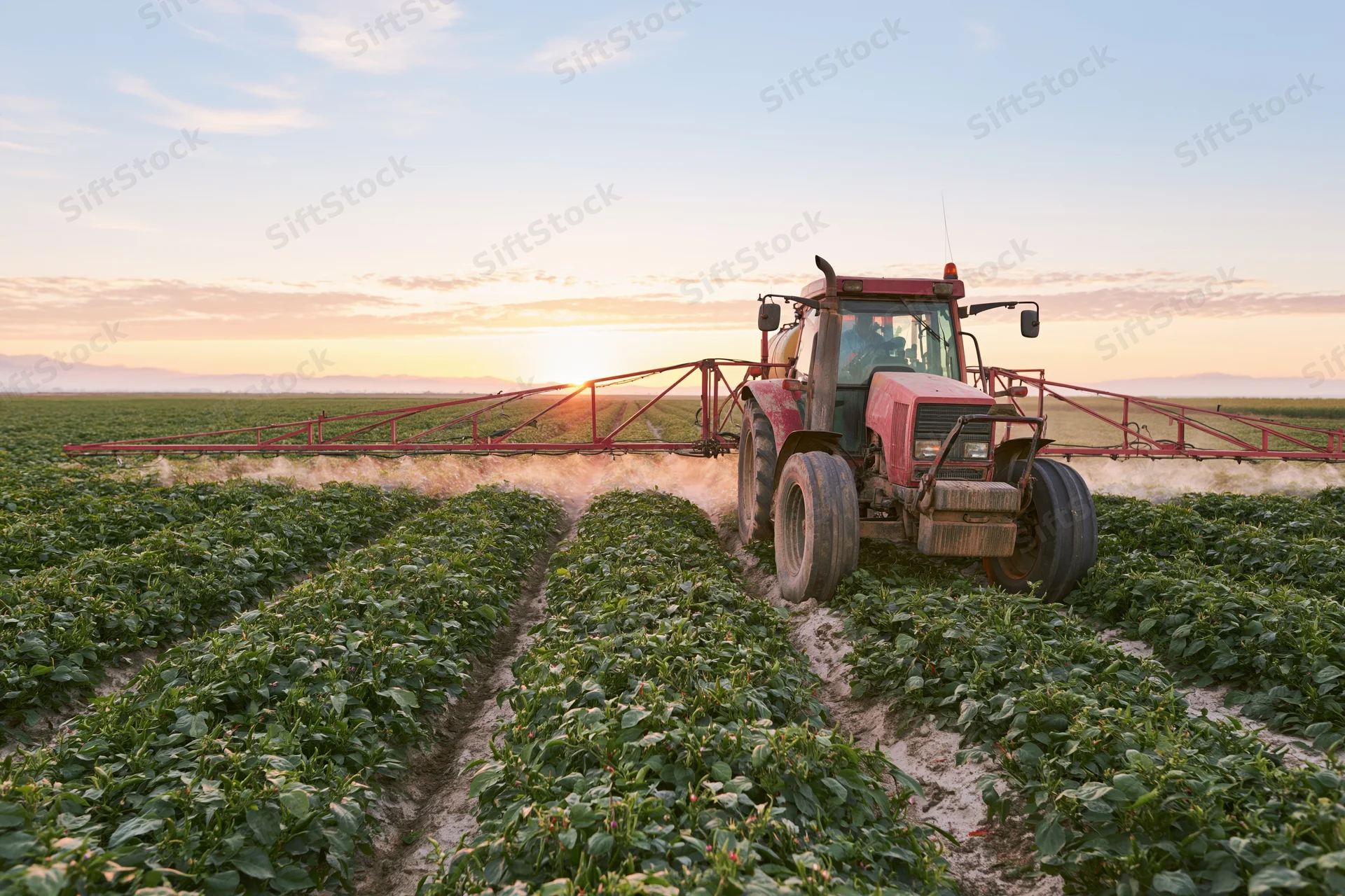 Red tractor with boom sprayer moving through rows of green crops in a field at sunset