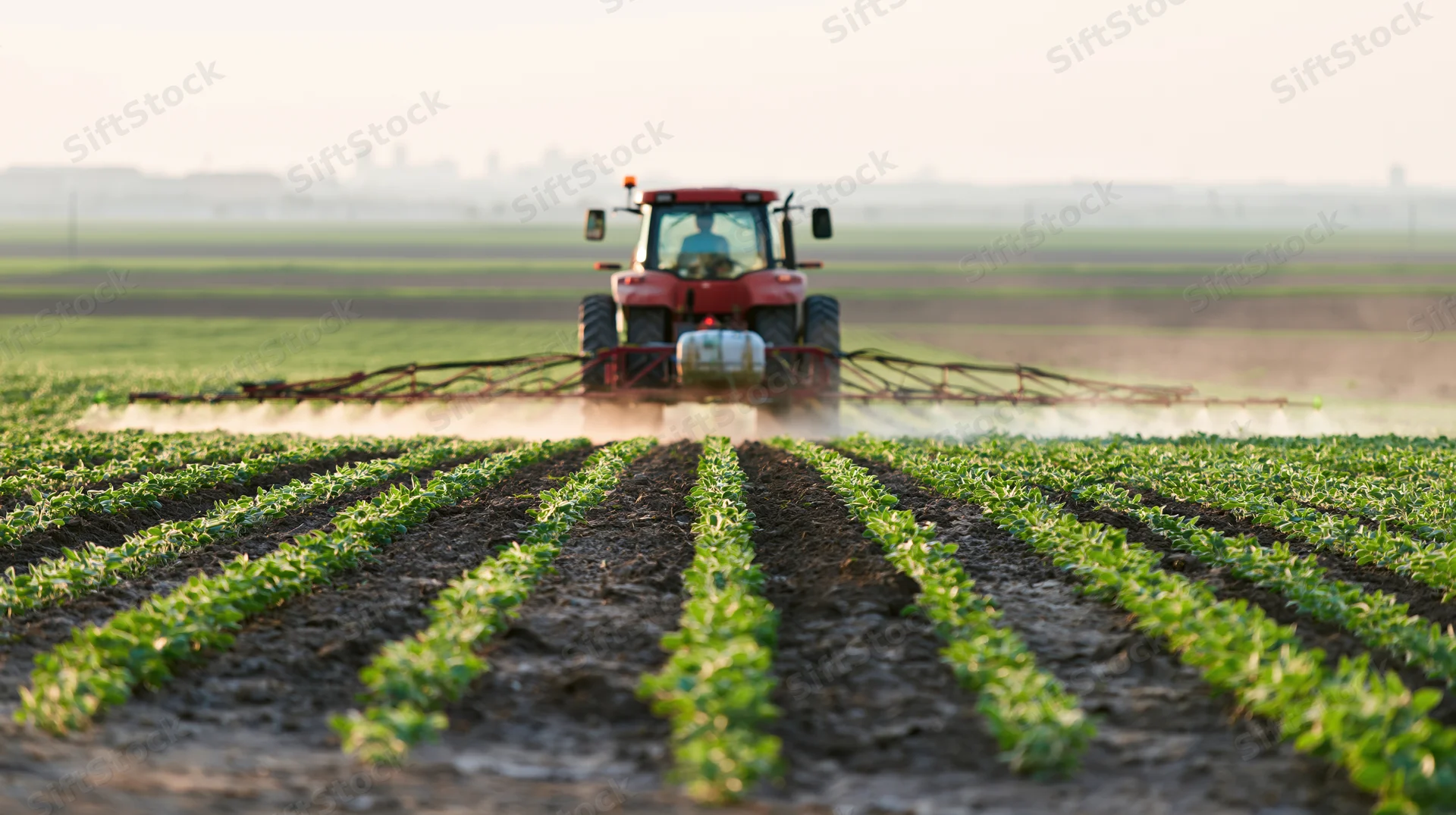 Red tractor spraying crops in a field moving away from camera